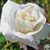 Heirloom Roses White Dawn® Clearance