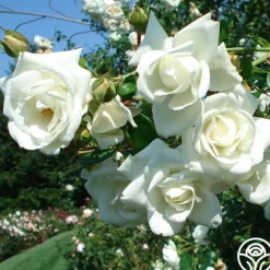 Heirloom Roses White Dawn® Clearance