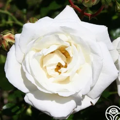 Heirloom Roses White Dawn® Clearance
