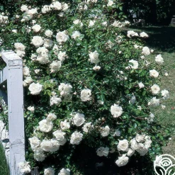 Heirloom Roses White Dawn® Clearance