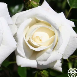 Heirloom Roses White Dawn® Clearance