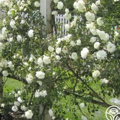 Heirloom Roses White Dawn® Clearance