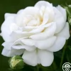 Heirloom Roses White Diamond® Clearance