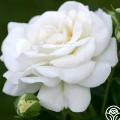 Heirloom Roses White Diamond® Clearance
