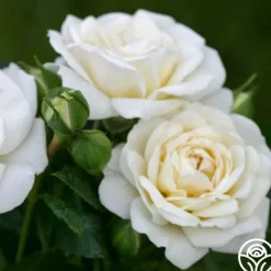 Heirloom Roses White Diamond® Clearance