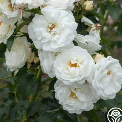 Heirloom Roses White Diamond® Clearance
