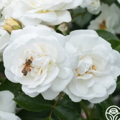 Heirloom Roses White Diamond® Clearance