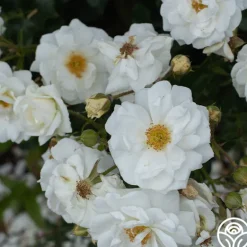 Heirloom Roses White Diamond® Clearance