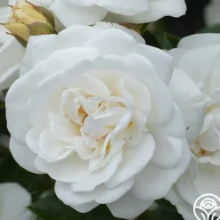 Heirloom Roses White Diamond® Clearance