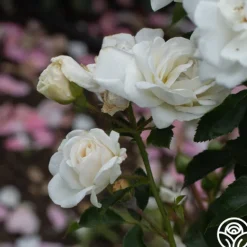 Heirloom Roses White Diamond® Clearance