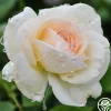 Heirloom Roses White Eden Climber® Hot