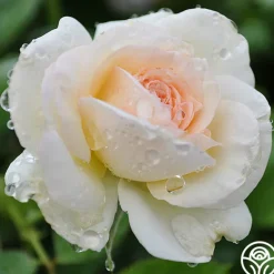 Heirloom Roses White Eden Climber® Hot