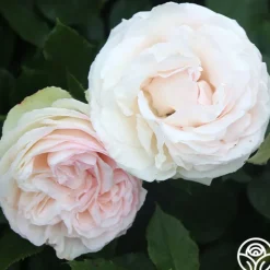 Heirloom Roses White Eden Climber® Hot