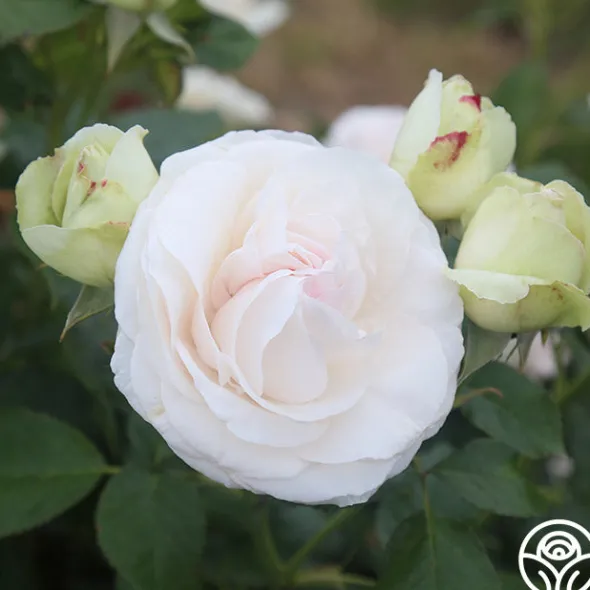 Heirloom Roses White Eden Climber® Hot