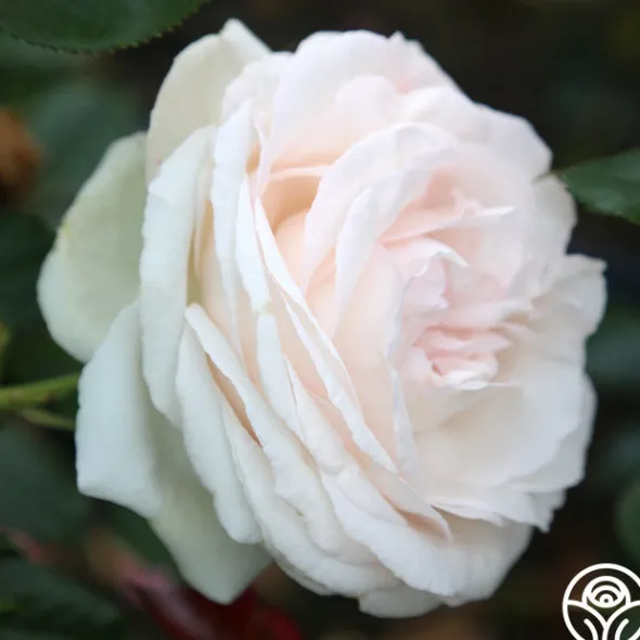 Heirloom Roses White Eden Climber® Hot