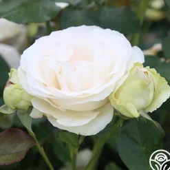 Heirloom Roses White Eden Climber® Hot
