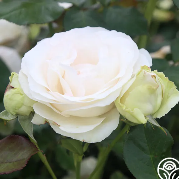 Heirloom Roses White Eden Climber® Hot