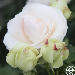 Heirloom Roses White Eden Climber® Hot