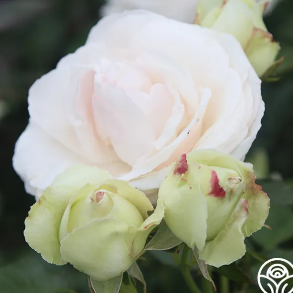 Heirloom Roses White Eden Climber® Hot