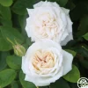 Heirloom Roses White Floorshow New