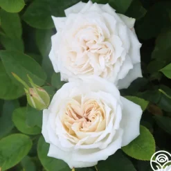 Heirloom Roses White Floorshow New