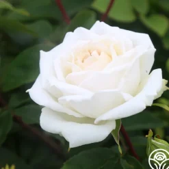 Heirloom Roses White Floorshow New