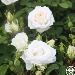 Heirloom Roses White Floorshow New