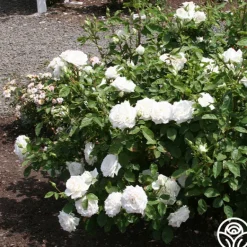 Heirloom Roses White Floorshow New