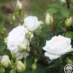 Heirloom Roses White Floorshow New