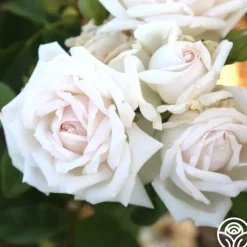 Heirloom Roses White Floorshow New