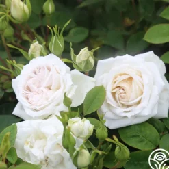 Heirloom Roses White Floorshow New