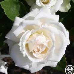 Heirloom Roses White Floorshow New