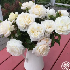 Heirloom Roses White Gold