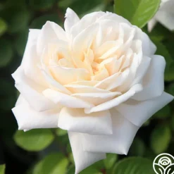 Heirloom Roses White Gold
