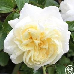 Heirloom Roses White Gold