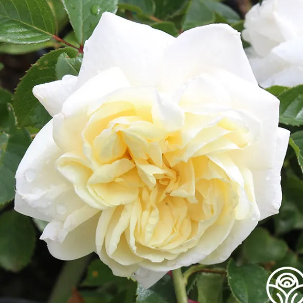 Heirloom Roses White Gold