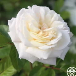 Heirloom Roses White Gold