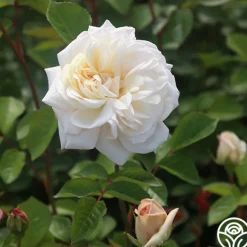 Heirloom Roses White Gold