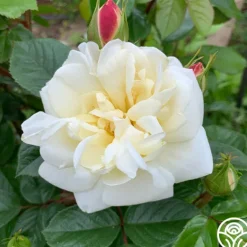 Heirloom Roses White Gold