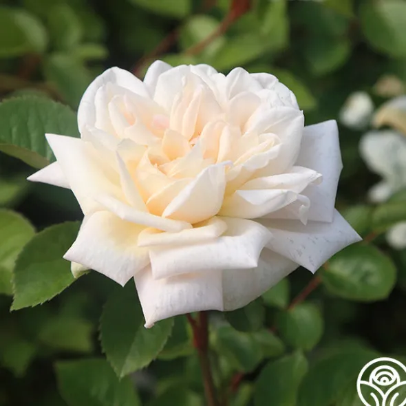Heirloom Roses White Gold