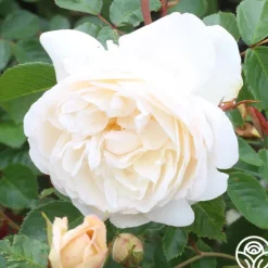 Heirloom Roses White Gold