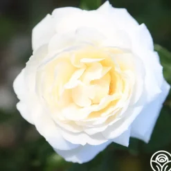 Heirloom Roses White Gold