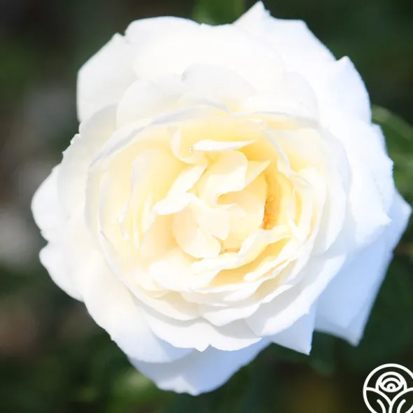 Heirloom Roses White Gold
