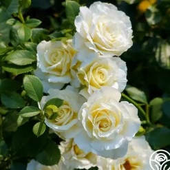 Heirloom Roses White Licorice™ Sale