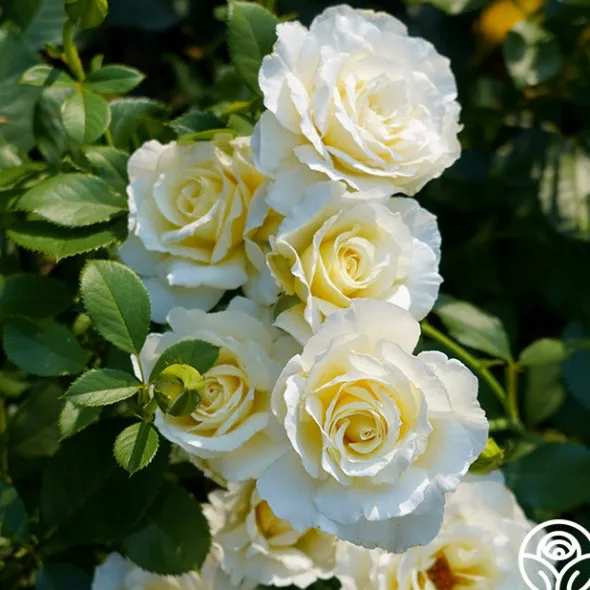 Heirloom Roses White Licorice™ Sale