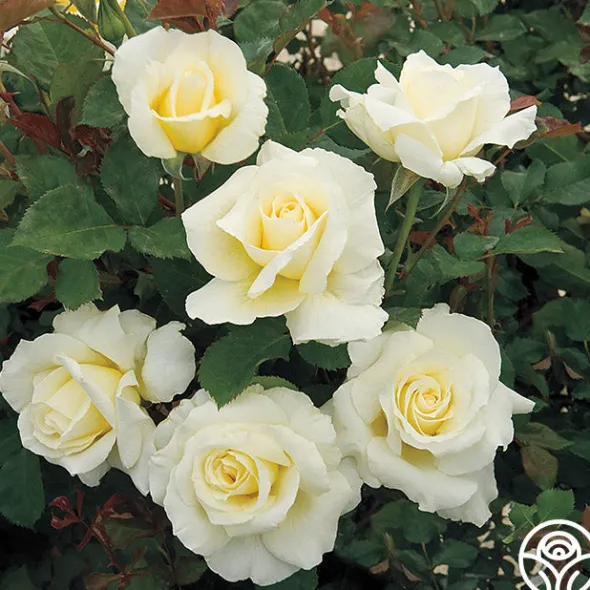 Heirloom Roses White Licorice™ Sale