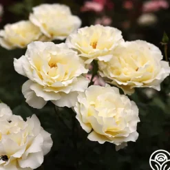 Heirloom Roses White Licorice™ Sale