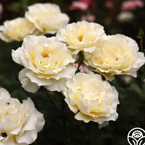 Heirloom Roses White Licorice™ Sale