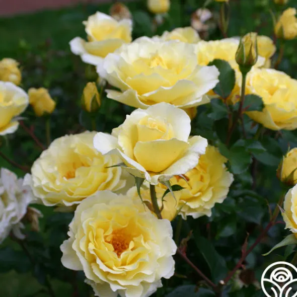 Heirloom Roses White Licorice™ Sale