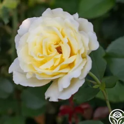 Heirloom Roses White Licorice™ Sale